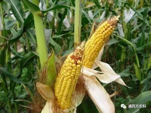 ���׶d���c�՗U��ԭ��