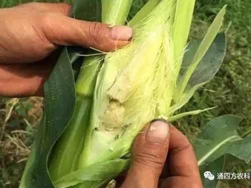 ���׶d���c�՗U��ԭ����