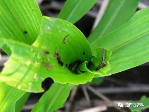 ���הQ����ô�k����ץ�o��Q��Ӱ푮a(ch��n)��!!!