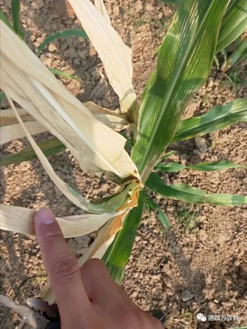 ���쵽����������ģʽ���_������(du��)������ɶΣ��������A(y��)����